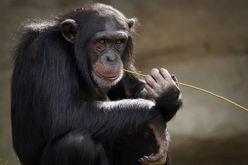 200 Chimpanzees Are Waging a Civil War, And It Has Been Going On for Eight Years
